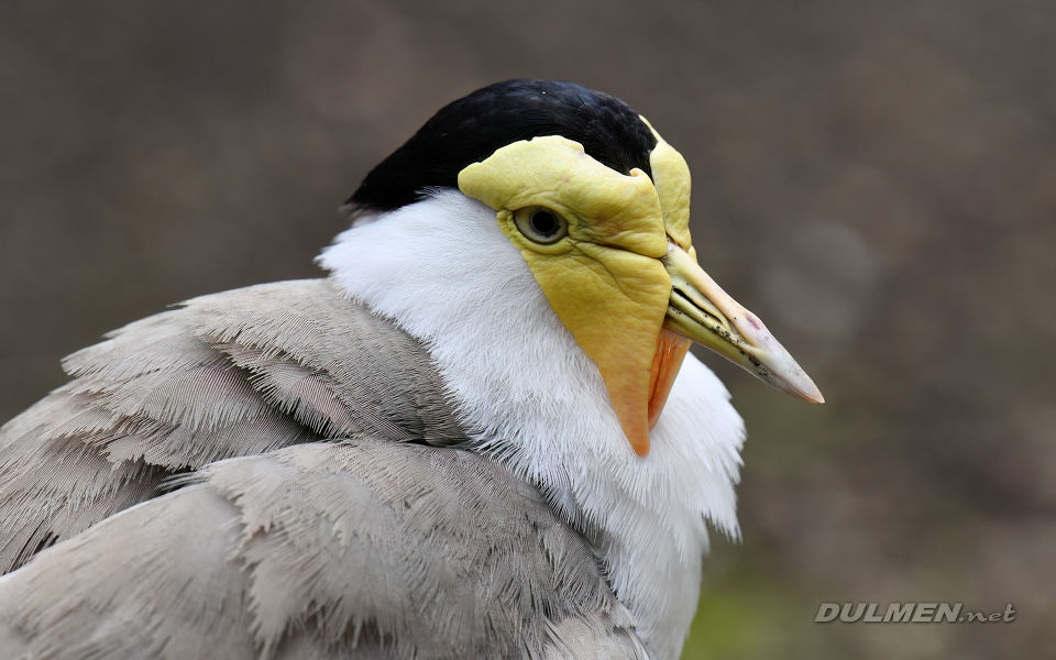 Masked lapwing (Vanellus miles)